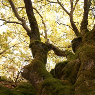 Plane tree woodland